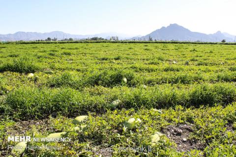 رصد مستمر سطح زیركشت ۵ محصول استراتژیك با تصاویر ماهواره ای